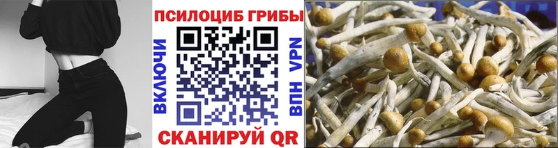 Галлюциногенные грибы Cubensis  даркнет сайт  Новокубанск 